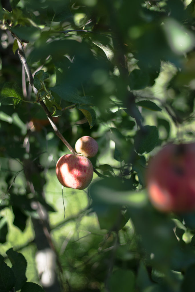 Récolte pommes montpellier